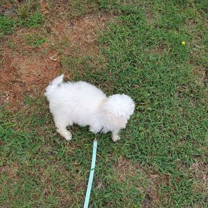 Meet your Posher, Janet